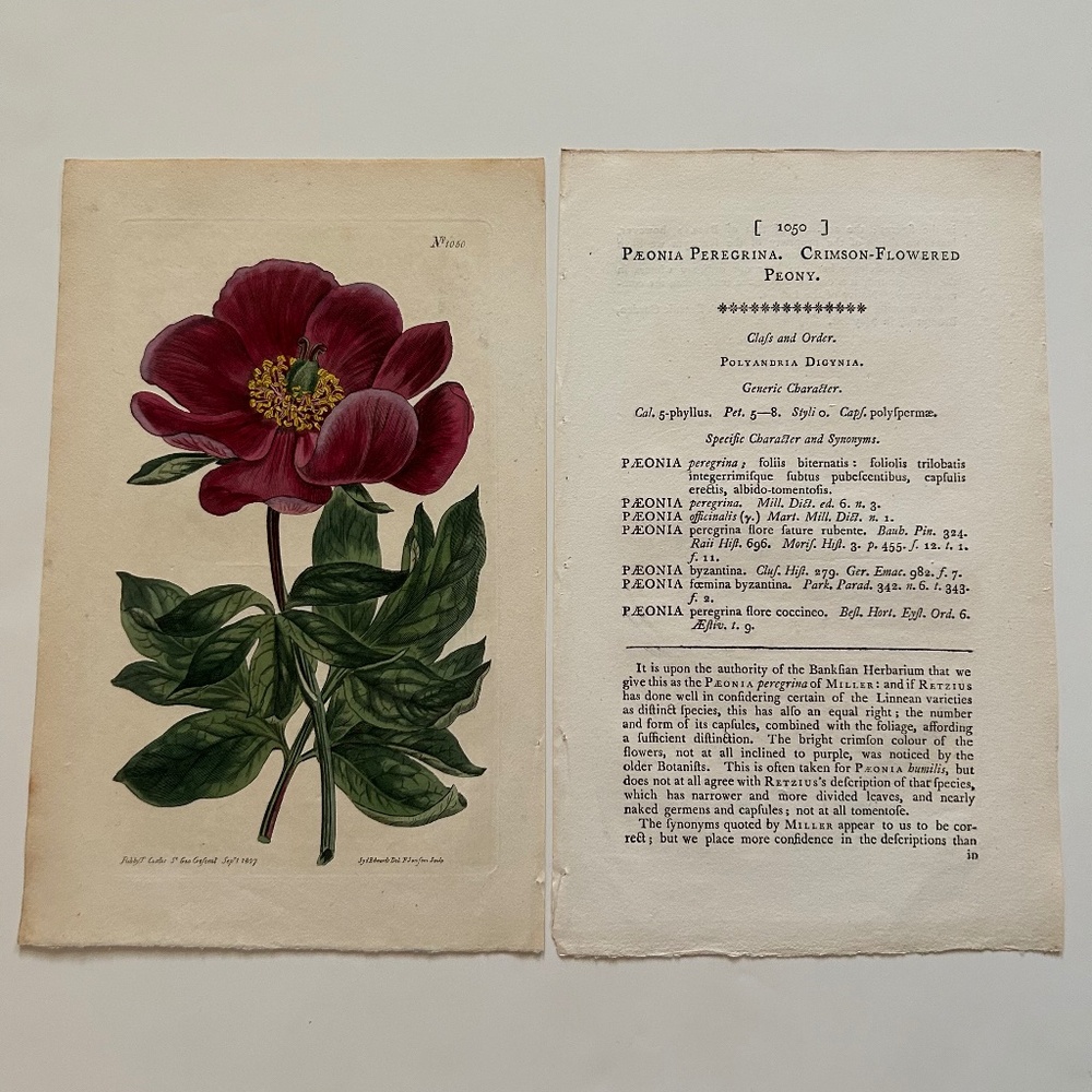 6 Curtis 1800’s Hand-colored Engravings Peony, Hibiscus, Camellia, Water Lily - Picture 6 of 13